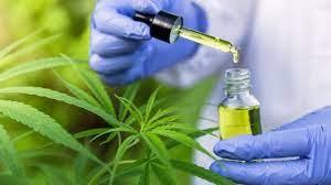 Anvisa aprova novo produto medicinal à base de cannabis